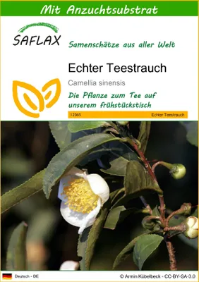 Produktbild von SAFLAX - Echter Teestrauch - Camellia sinensis - 6 Samen - Mit keimfreiem Anzuchtsubstrat