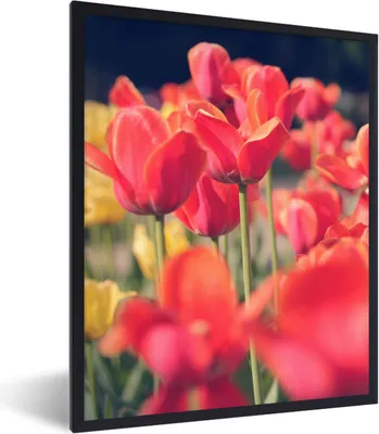 Produktbild von MuchoWow® Gerahmtes Poster Tulpen - Blumen - Natur 60x80 cm - Poster mit Schwarzem Bilderrahmen Wandposter Rahmen Foto Bilder - Premium - Wanddeko Wohnzimmer