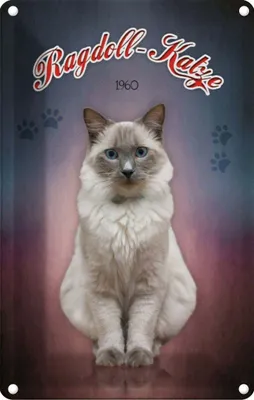 Produktbild von vianmo Blechschild 30x20 cm Katze Ragdoll 1960 Tier Haustier