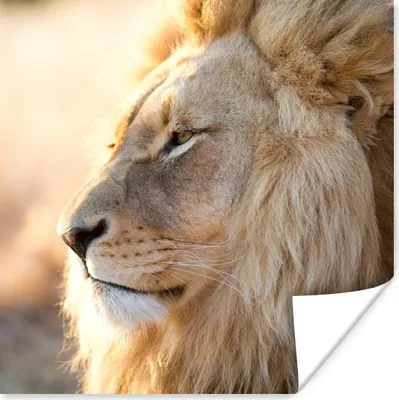 Produktbild von MuchoWow® Poster Profil- Löwe - Tiere 50x50 cm - Wohnzimmerdekoration