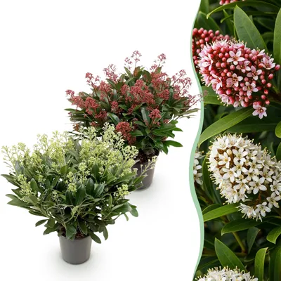 Zdjęcie produktu dla Skimmia japonica Duo - kwitnie na biało i czerwono - ponad 40 kwiatów - 2 rośliny - mrozoodporna - 50-60cm - Ø19cm - Roślina ogrodowa