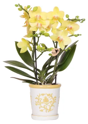 Produktbild von Kolibri Orchids | Gelbe Orchidee Albenga + Malaga Ziertopf Gelb - Topfgröße Ø9cm | Blühende Zimmerpflanze - Frisch vom Züchter