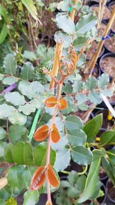 Image de Ceratonia siliqua (De semis) / Caroubier