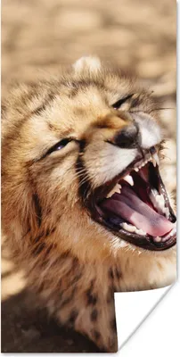 Produktbild von MuchoWow® Poster Gepard - Tier - Nahaufnahme 60x120 cm - Wandschmuck
