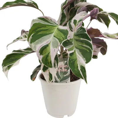 A close-up of a Calathea Fusion White plant in a white pot against a white background.