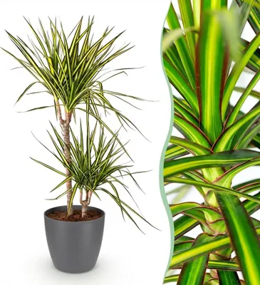 Immagine prodotto di Dracaena Sunray - Albero del drago - Bassa manutenzione - Verde - con Potter Grey - 90-100cm - Ø21cm - Pianta d'appartamento - Set completo - Pianta con vaso