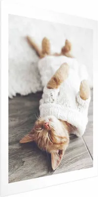 Produktbild von Posterpapier Poster - Lazy Cat 40x60 cm Tiere g-B-0136-ao-a