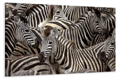 Produktbild von 5104 Zebras Afrika Leinwandbild 120x80 cm