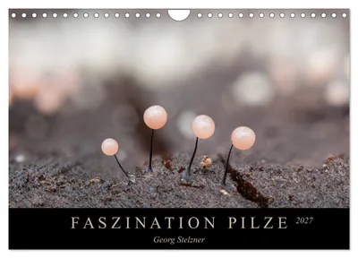 Produktbild von FASZINATION PILZE 2027 (Wandkalender 2027 DIN A4 quer), CALVENDO Monatskalender