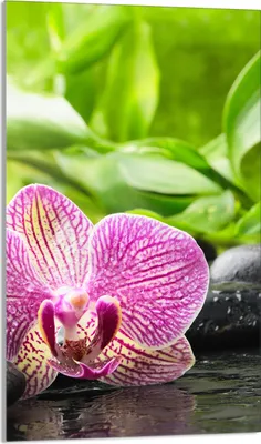 Produktbild von Herdabdeckplatte 30x52 Glaskeramikkochfeld Abdeckung Spritzschutz Glasplatte Deko Schneidebrett, Orchidee Violett