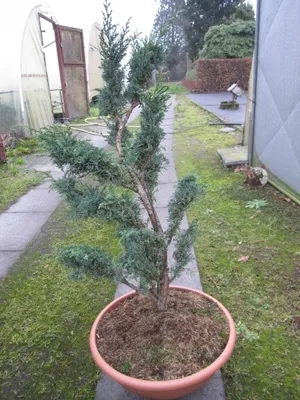 Produktbild von Juniperus chinensis Blaauw - China-Wacholder Blaauws Formschnitt