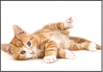 Produktbild von Wallario Wandbild Süße Katze mit großen Augen - rot weiß getigert, Größe: 70,30 x 100,30 cm, Poster mit schwarzem Aluminiumrahmen