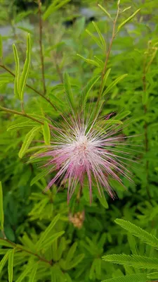 Image de Calliandra surinamensis / Pompon du marin