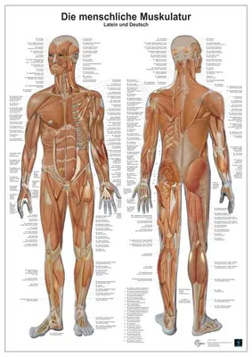 Produktbild von Anatomie-Lerntafel/Muskulatur