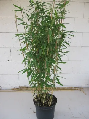 Produktbild von Fargesia murielae Thea - Heckenbambus Thea 80-100