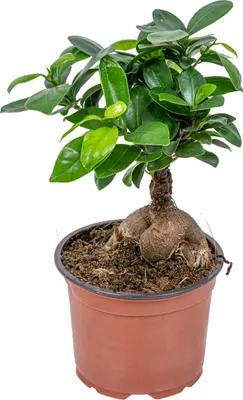 Produktbild von Bloomique - Ficus Ginseng - Bonsai Baum - Zimmerpflanzen - Pflegeleicht - Luftreinigend - Höhe 20-30 cm - Topf 12 cm