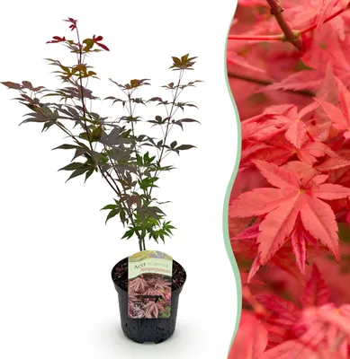 Immagine prodotto di Pianta da terrazzo - Acero giapponese - Acer palmatum Atropurpureum - Viola - 1 Pianta - Decidua - 60-70cm - Ø25cm - Pianta da giardino