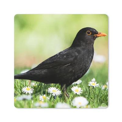 Produktbild von MuchoWow® Mauspad Mousepad Vogel - Amsel - Blumen 30x30 cm - Mousepads - Maus Mat - Pad - Mausunterlage - Gaming