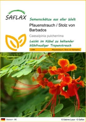 Produktbild von SAFLAX - Pfauenstrauch / Stolz von Barbados - Caesalpinia pulcherrima - 10 Samen