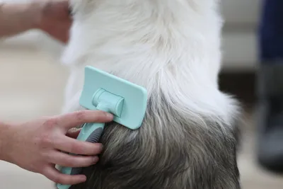 Zdjęcie produktu dla Kerbl Massagebürste für Hunde und Katzen mit TPR Borsten, Pflegebürste 80055