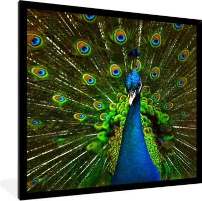 Produktbild von MuchoWow® Gerahmtes Poster Pfau - Federn - Muster - Blau 40x40 cm - Poster mit Schwarzem Bilderrahmen Wandposter Rahmen Foto Bilder - Mit Rahmen - Wanddekoration Schlafzimmer