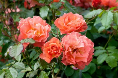 Zdjęcie produktu dla Rosa 'Westerland', róża krzewiasta, pomarańczowo-żółta, pojemnik 5-7,5 l