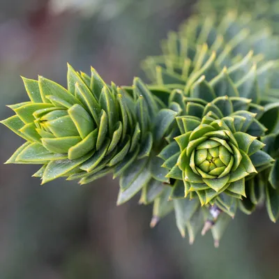 A close-up of a branch with green, spiky leaves.