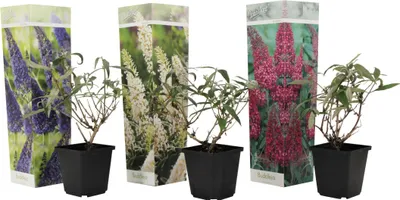 Three potted plants with decorative packaging in front of a white background.