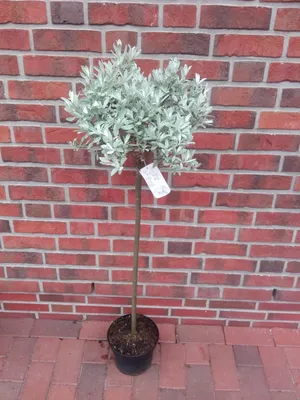 A potted plant with silvery-green foliage stands in front of a brick wall.