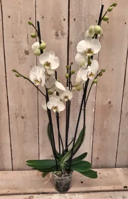 Productafbeelding van Vlinderorchidee phalaenopsis wit 4 takken kamerplant Warentuin Natuurlijk