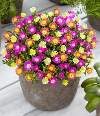 Produktbild von BALDUR Garten 6x Winterharte Eisblumen Summer Mix, Pflanzen im 9x9 cm-Topf, Bodendecker, winterharte Staude, trockenresistent, mehrjährig, pflegeleicht, Mittagsblume, ideal für Topf & Kübel, Blickfang