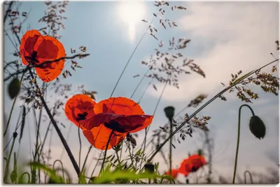 Produktbild von ARTland Leinwandbild Mohnblumenwiese III Größe: 30x20 cm
