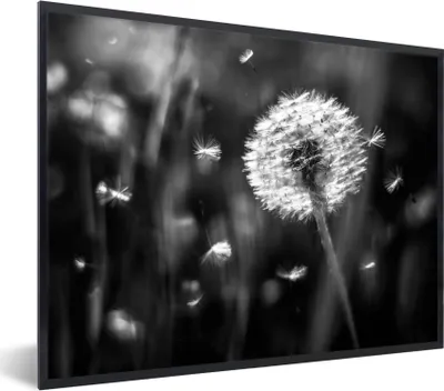 Produktbild von MuchoWow® Gerahmtes Poster Löwenzahn - Schwarz - Weiß - Pflanze 80x60 cm - Poster mit Schwarzem Bilderrahmen Wandposter Rahmen Foto Bilder - Schwarzem - Mit Gestell