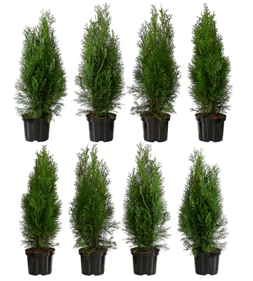 Produktbild von Dehner Thuja Smaragd, für 2 Meter Hecke, ca. 60-70 cm, 8 x 3 l Topf, Heckenpflanze