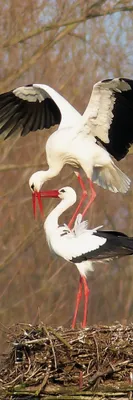 Produktbild von Vögel Kunstdruck Bild - Ein Storchenpaar Auf Ihrem Nest (91 x 30 cm)