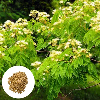 Produktbild von Albizia Guachapele - 50 Samen - Schnellwüchsig - Weiße Albizie - Bonsai-Geeignet