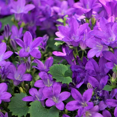 Produktbild von Campanula portenschlagiana 48 Pflanzen Dalmatiner-Glockenblume 10-25cm Ø9cm