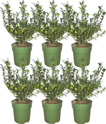Image de Plants by Frank - Haie de houx de 1 mètre - Ilex crenata « Jenny »® - Lot de 6 plantes de haie résistantes au froid - Haie à feuillage persistant - Livrées fraîchement coupées de la pépinière