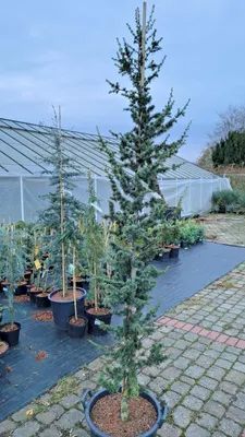 Produktbild von Cedrus libani 'Italie' 200–250 cm Libanonzeder immergrün winterhart Solitärbaum