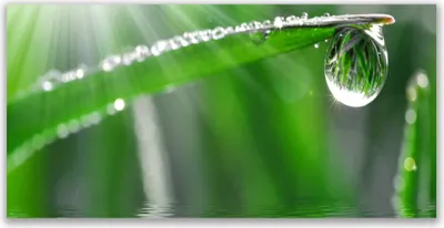 Produktbild von Tulup Leinwand-Bilder 140x70 Wandbild Canvas Kunstdruck Gras Tautropfen Pflanzen