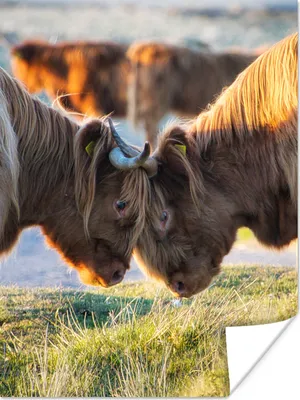 Produktbild von MuchoWow® Poster Schottische Highlander - Tiere - Sonne 90x120 cm - Wohnzimmer