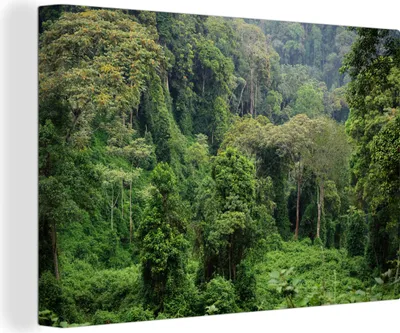 Produktbild von OneMillionCanvasses® - Leinwandbilder - 140x90 cm, Der grüne Dschungel des Nyungwe Forest National Park in Ruanda, Wandbilder Kunstdruck Wanddekoration - Foto auf Leinwand - Gemälde