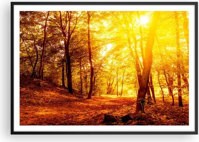 Produktbild von Gerahmtes Poster - Schwarzer Rahmen - Wald Baum Natur - 100x70 cm - Wand Bild - Wanddeko - Wandbilder - Kunstposter - Wandposter - Bilderrahmen - Bilder - Kunstdruck - Wandbild - P2BAA100x70-3722