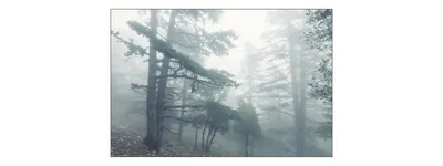 Produktbild von Muralo Fototapete Wald im Nebel 360 (B) x 240 (H) cm Vlies Tapete Wandtapeten Bäume Wohnzimmer Schlafzimmer moderne Wandbilder XXL Landschaft Panorama Wand Dekoration