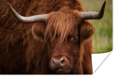 Produktbild von MuchoWow® Poster Schottischer Highlander - Orange - Tiere 30x20 cm - Plakate - Print