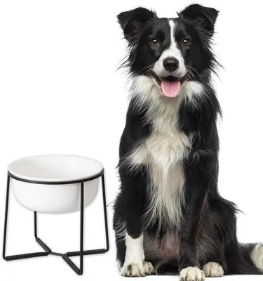 Image de Grande gamelle pour chien - en céramique - antidérapante - 1600 ml - blanche