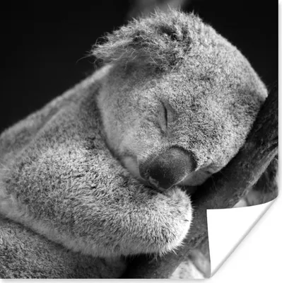Produktbild von MuchoWow® Poster Koala - Zweig - Schwarz - Kinder - Jungen - Mädchen 50x50 cm - Wohnzimmerdekoration