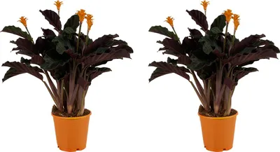 Produktbild von Bloomique - 2er Set - Calathea Crocata - Korbmarante - Zimmerpflanzen - Pflegeleicht - Luftreinigend - Höhe 40-50 cm - Topf 14 cm