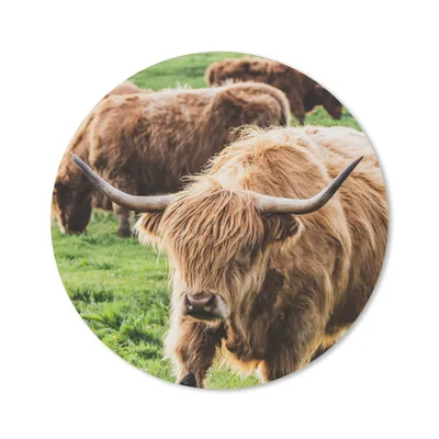 Produktbild von MuchoWow® Mauspad Mousepad Schottischer Highlander - Kühe - Tiere 40x40 cm - Mousepads - Maus Mat - Pad - Mausunterlage - Schreibtisch Accessoires