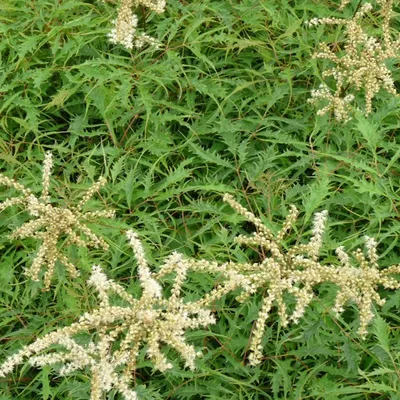 Produktbild von 6 x Geschlitztblättriger Geißbart  - Aruncus dioicus 'Kneiffii'  | Topf 9cm x 9cm